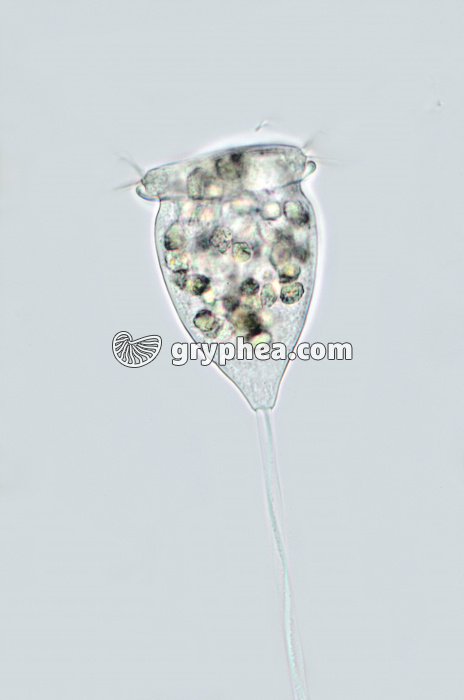 Vorticelle x100 - gryphea.org